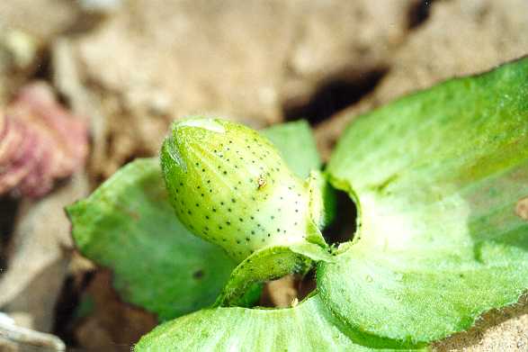 Boll weevil egg punctures